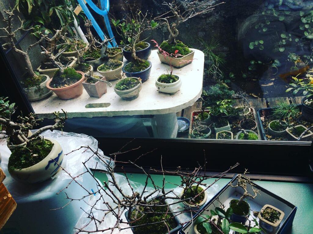 いつもお昼休みにいる部屋から眺められる、ミニ盆栽。