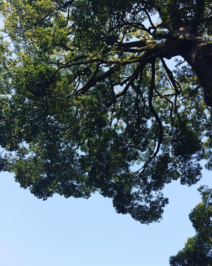 今月の参拝 #大宮 #氷川神社 #参拝 #いい風